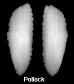 Otoliths from a pollock.