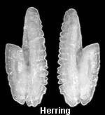Otoliths from a herring.
