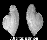 Otoliths from an atlantic salmon.