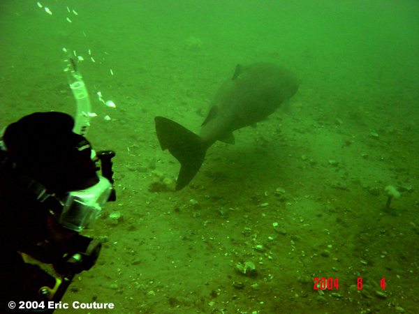  Image of a greenland shark (Somniosus microcephalus) and diver taken in 2004 in the Baie Comeau area of Quebec.
