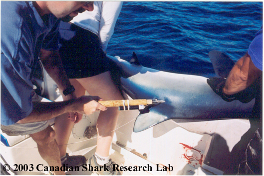 Tagging a blue shark with an archival satellite pop-up tag